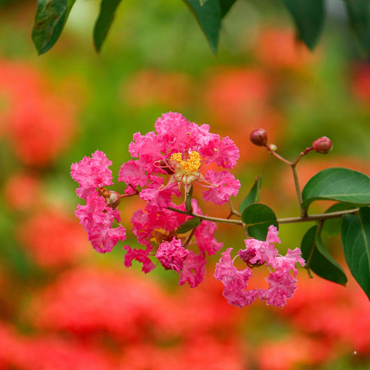 Pink Crape Myrtle Seeds (Lagerstroemia indica)