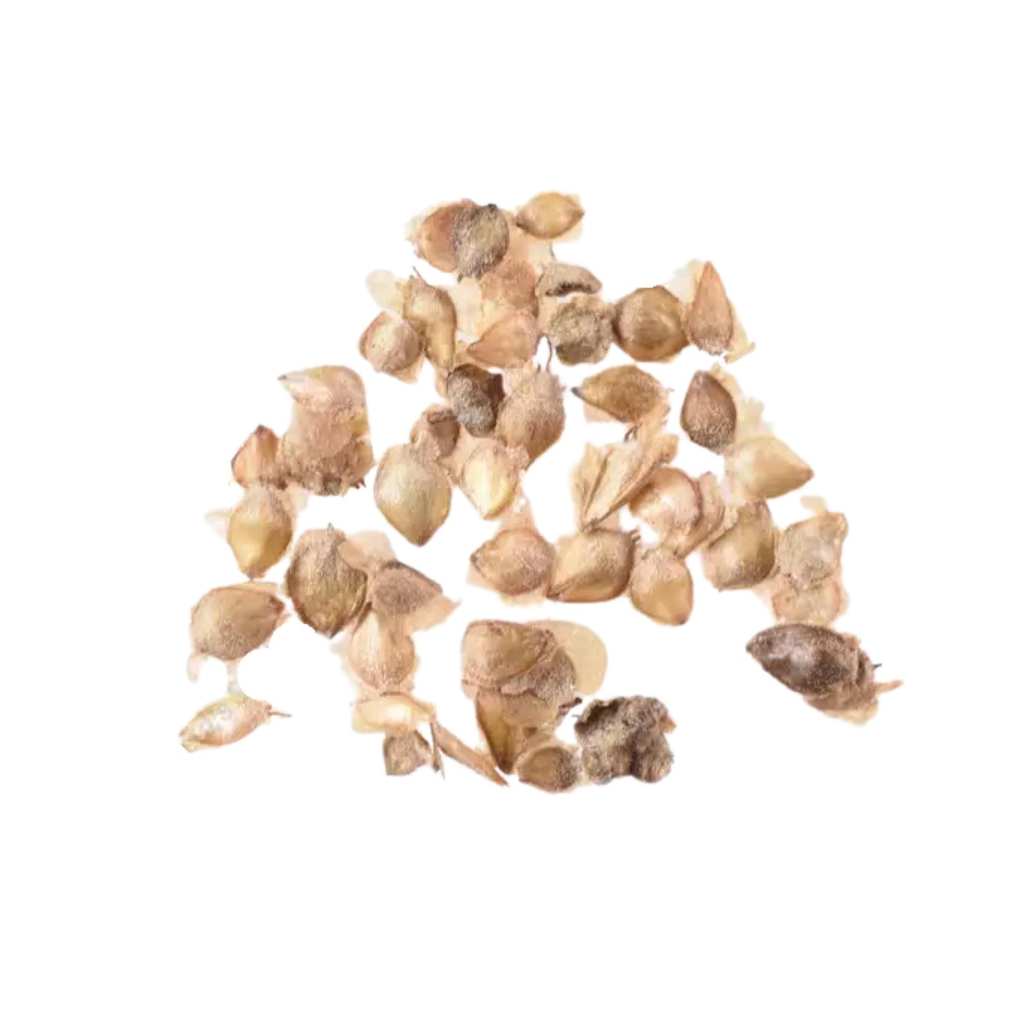 White Paper Birch Tree Seeds– (Betula papyrifera)