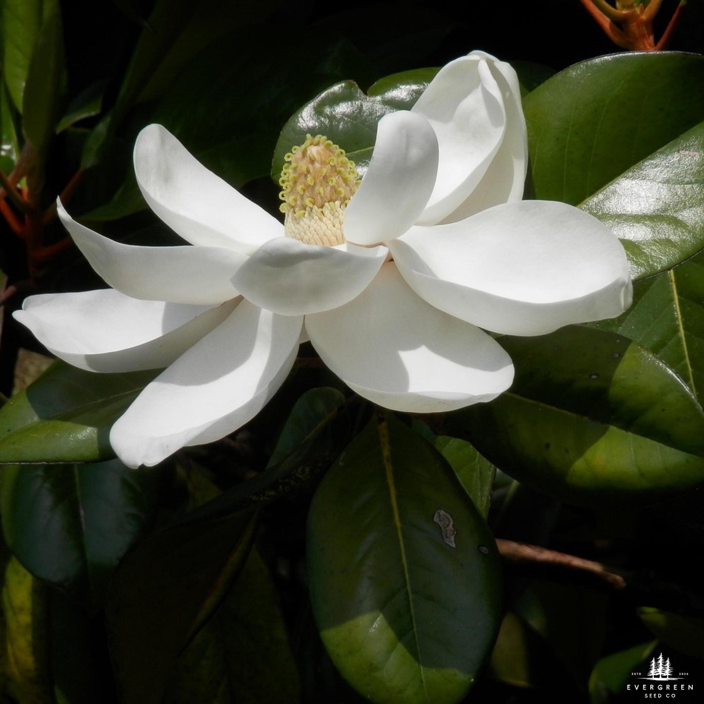 Southern Sweetbay Magnolia Seeds (Magnolia virginiana)