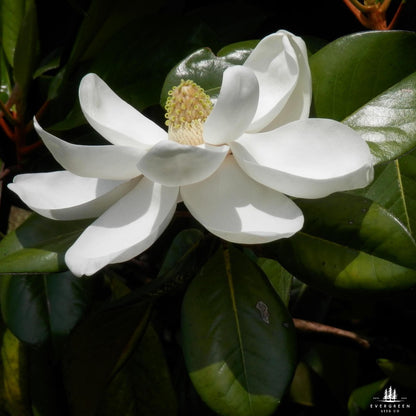Southern Sweetbay Magnolia Seeds (Magnolia virginiana)