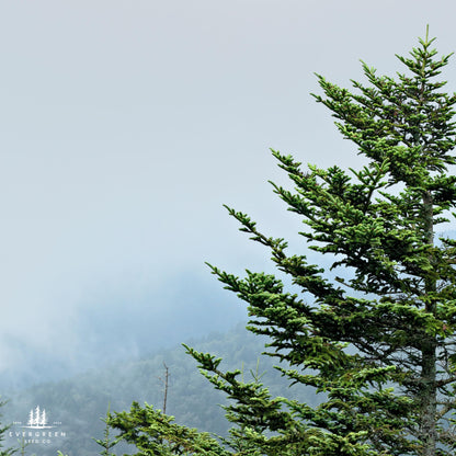 Fraser Fir Tree Seeds-(Abies fraseri)