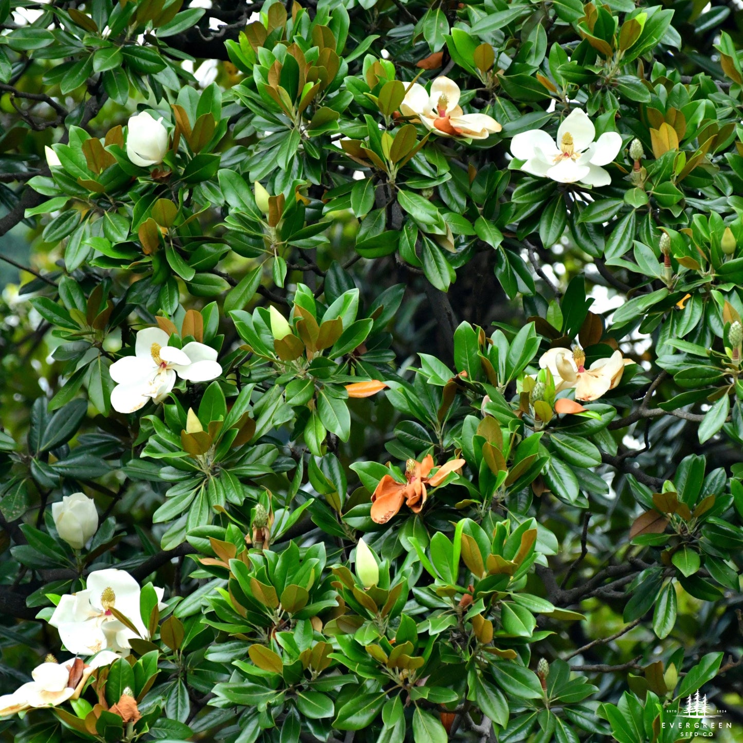 Southern Sweetbay Magnolia Seeds (Magnolia virginiana)
