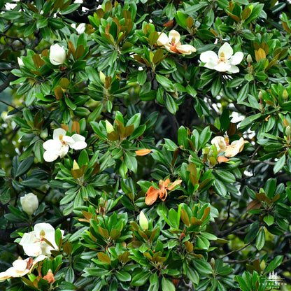 Southern Sweetbay Magnolia Seeds (Magnolia virginiana)