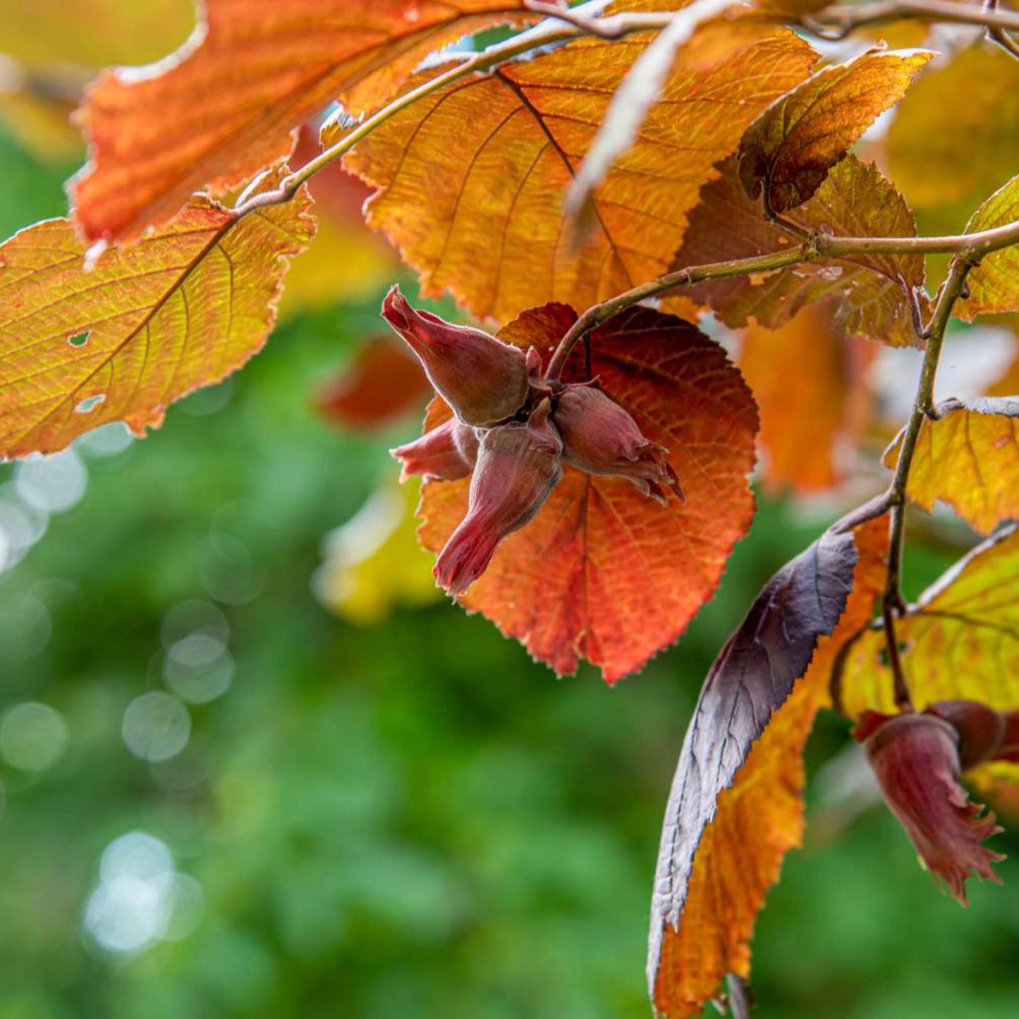 American Hazelnut Seeds-(Corylus americana)