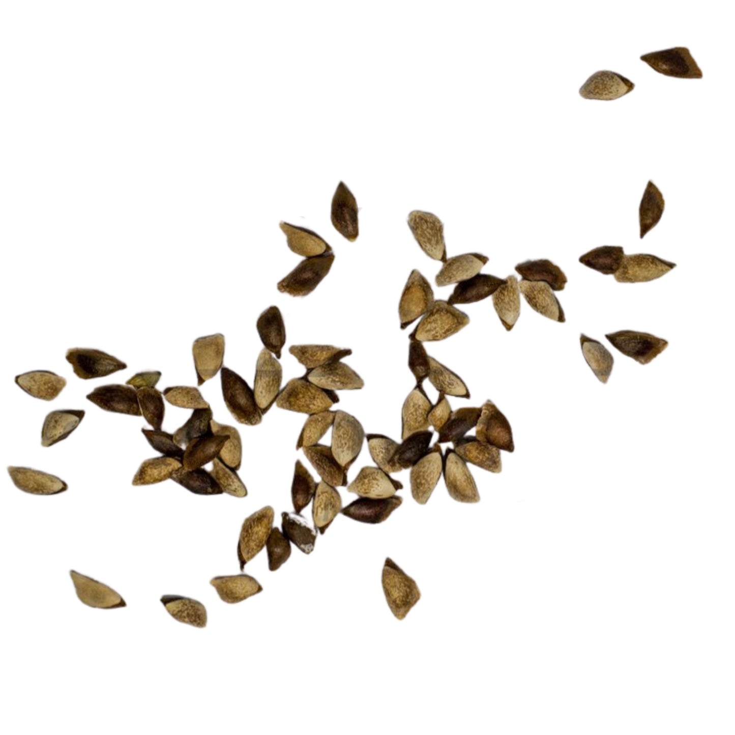 Fraser Fir Tree Seeds-(Abies fraseri)