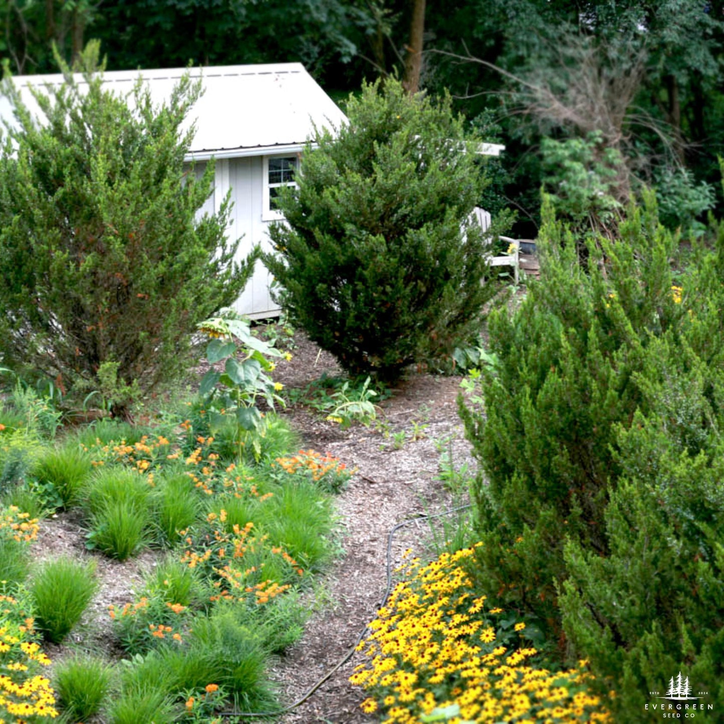 Eastern Red Cedar Tree Seeds-(Juniperus Virginiana)