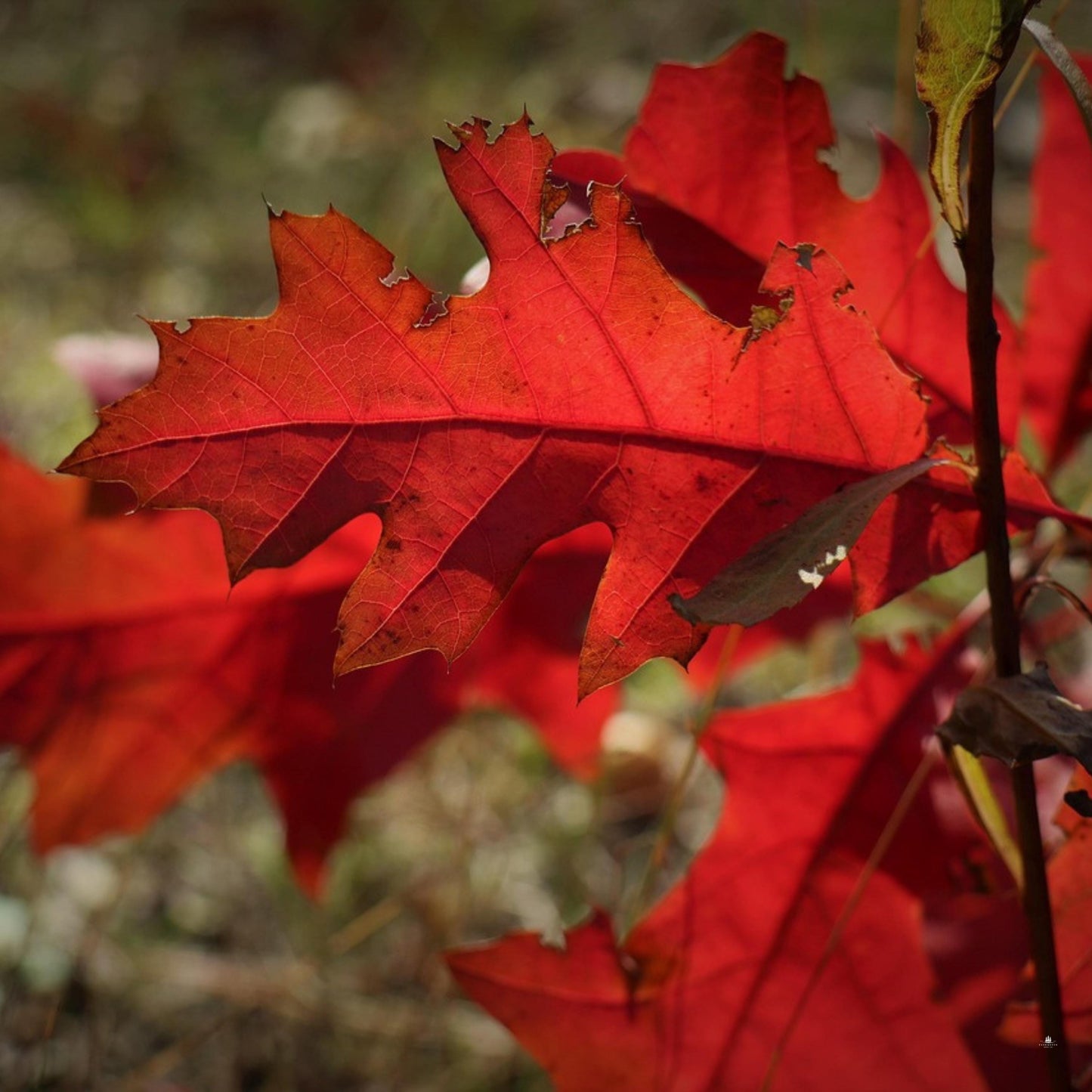 Northern Red Oak Tree Seeds (Quercus rubra)