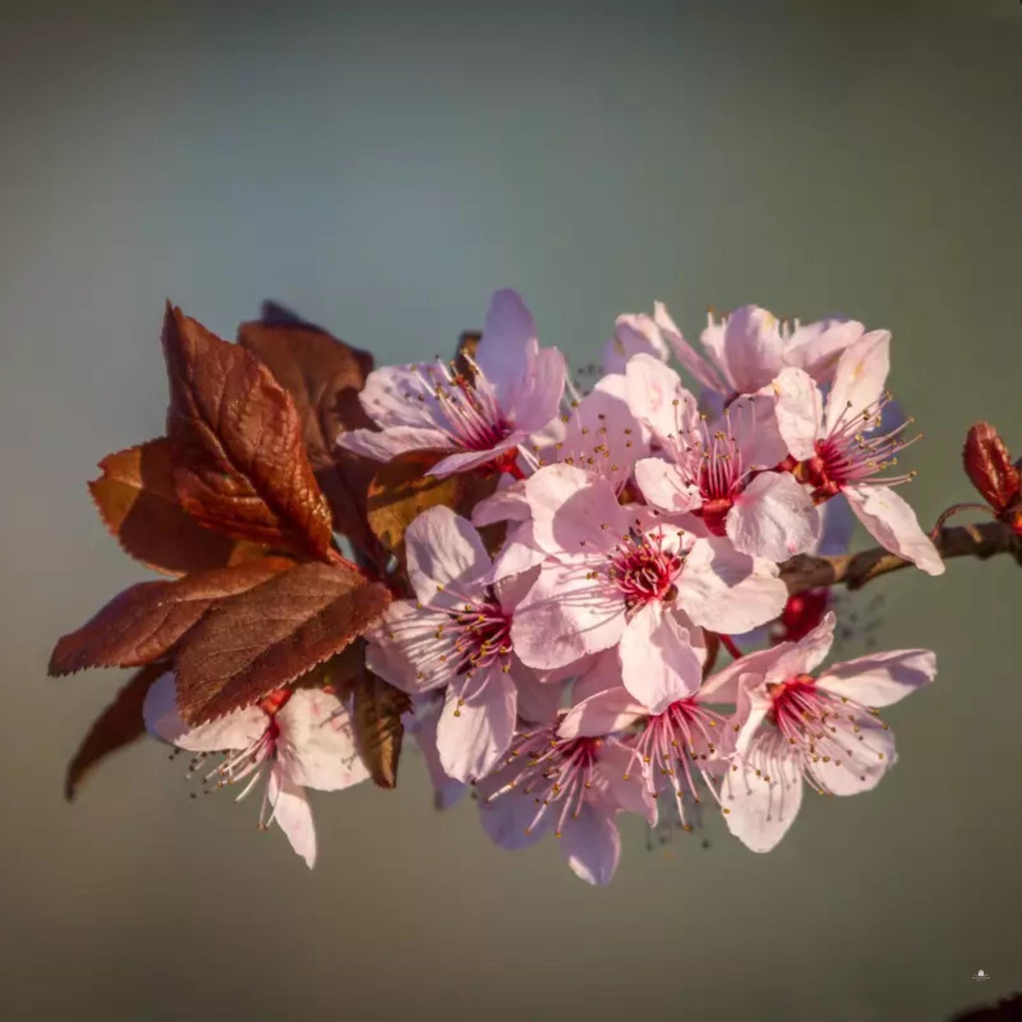 Japanese Hill Cherry Tree Seeds (Prunus serrulata)