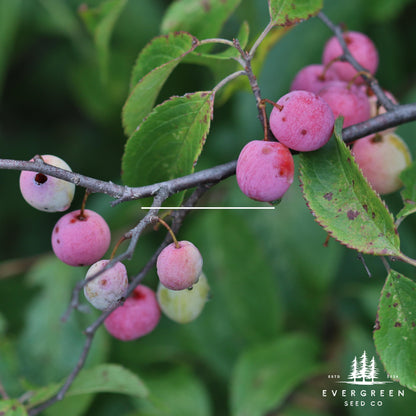 American Plum Tree Seeds – (Prunus americana)
