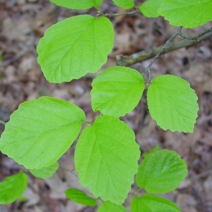 American Witch Hazel Tree Seeds (Hamamelis virginiana)