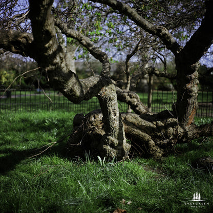 Close-up of twisted mulberry tree roots in a grassy area.