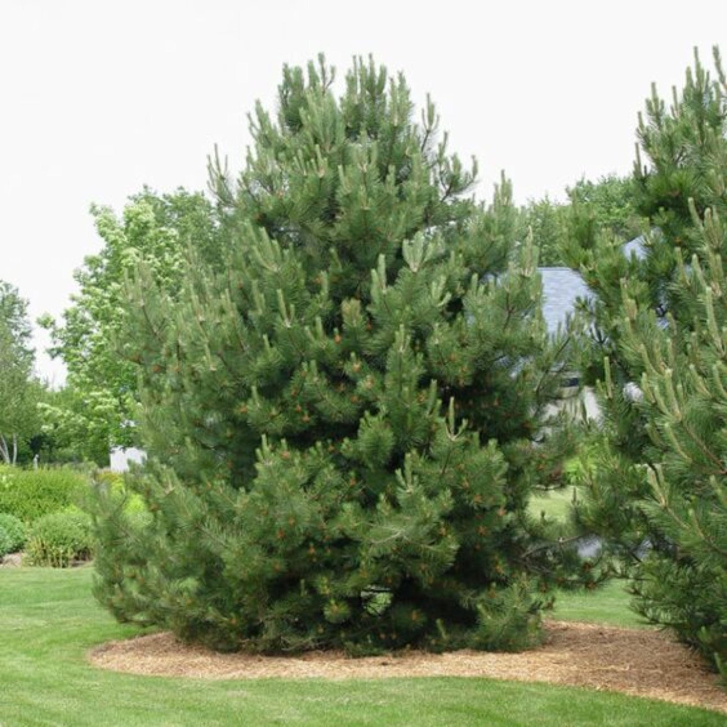 Austrian Pine Tree Seeds – (Pinus nigra)