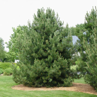 Austrian Pine Tree Seeds – (Pinus nigra)