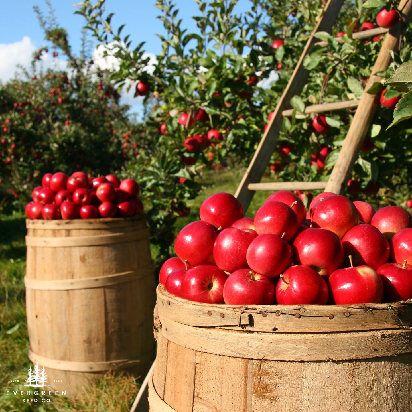 Paradise Apple Tree Seeds (Malus pumila)