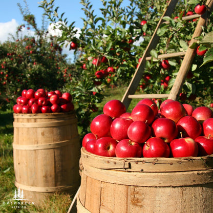 Paradise Apple Tree Seeds (Malus pumila)