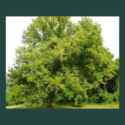 Box Elder Tree Seeds-(Acer negundo)