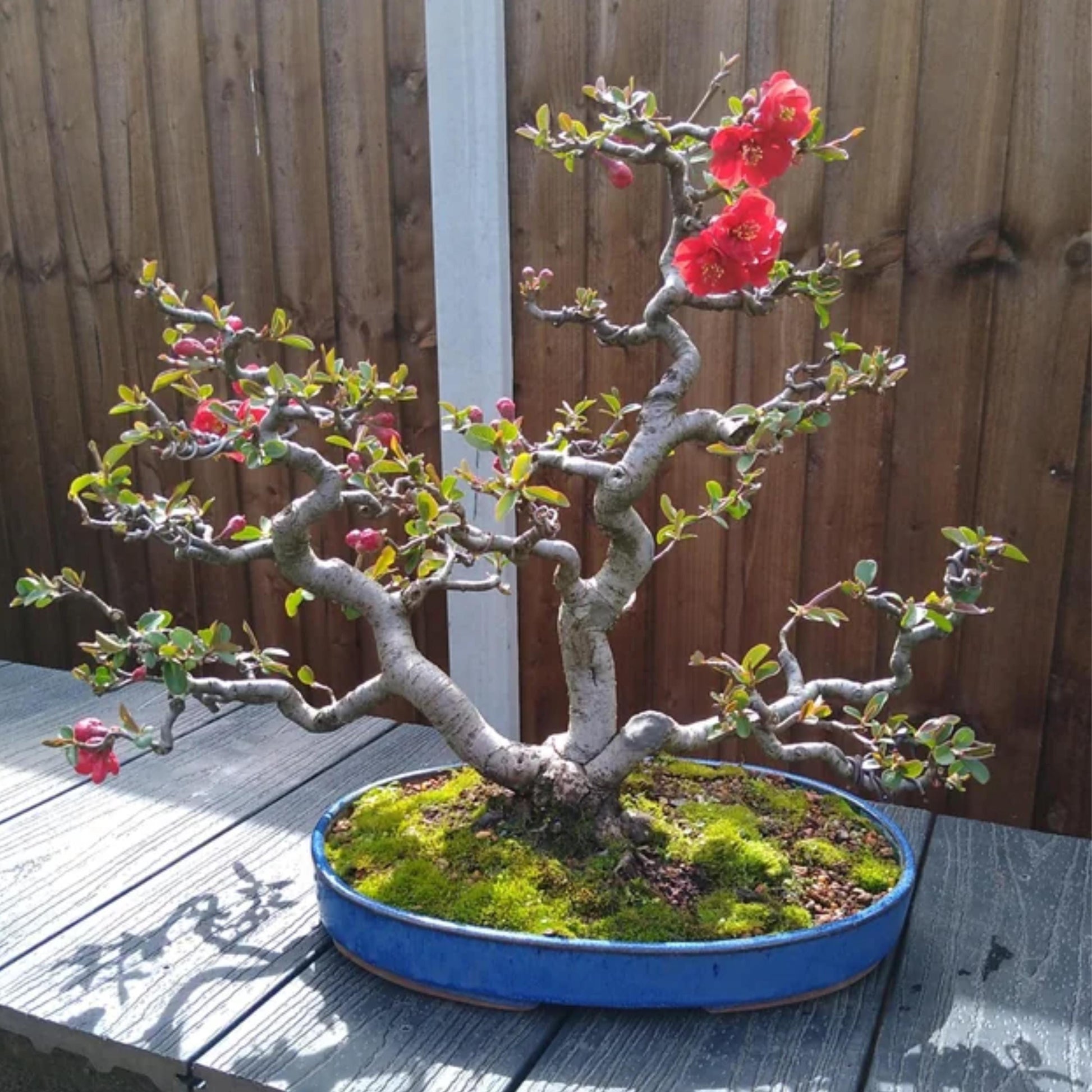 quince bonsai tree Chinese Quince Tree Seeds