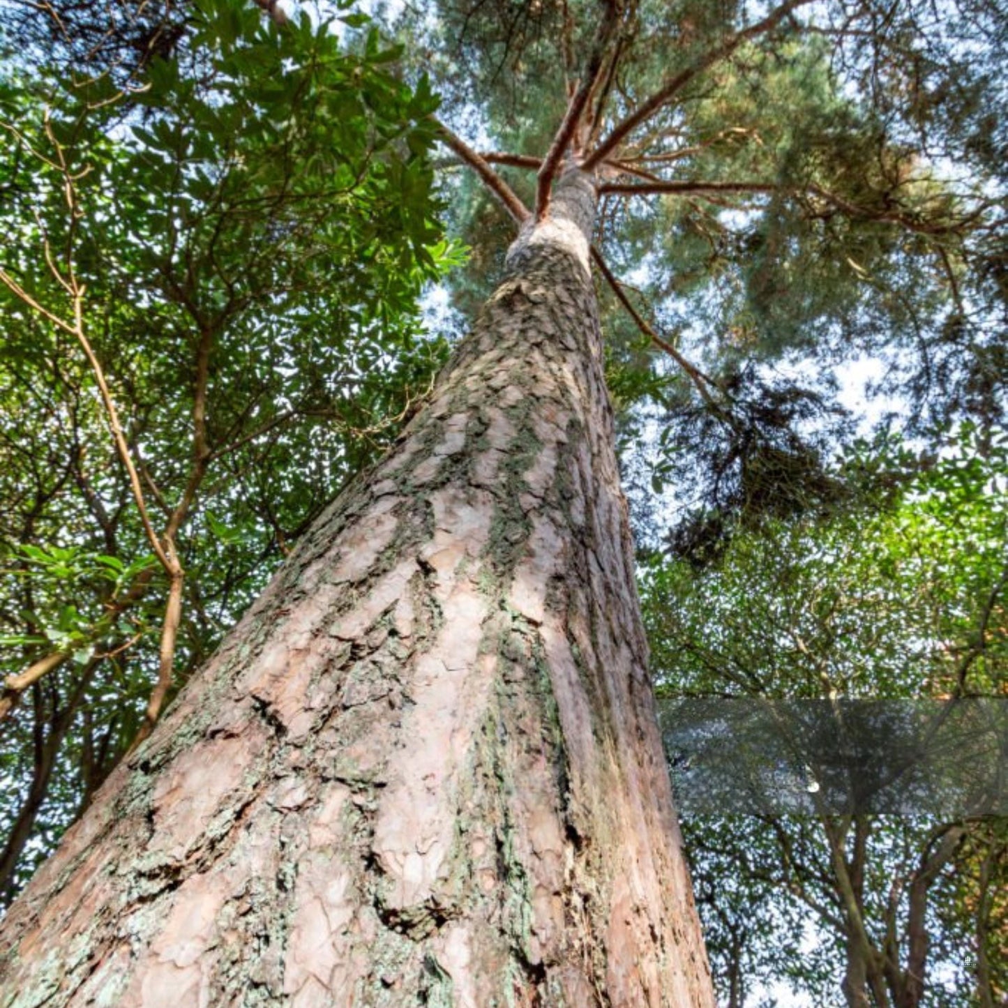 Scotch Pine Tree Seeds (Pinus sylvestris)