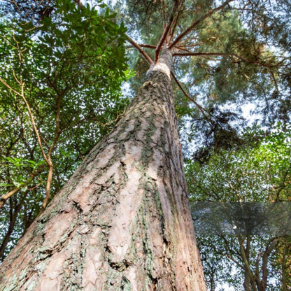 Scotch Pine Tree Seeds (Pinus sylvestris)