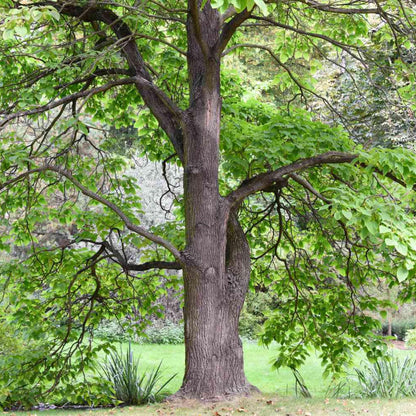 Southern Catalpa Tree Seeds-(Catalpa bignonioides)
