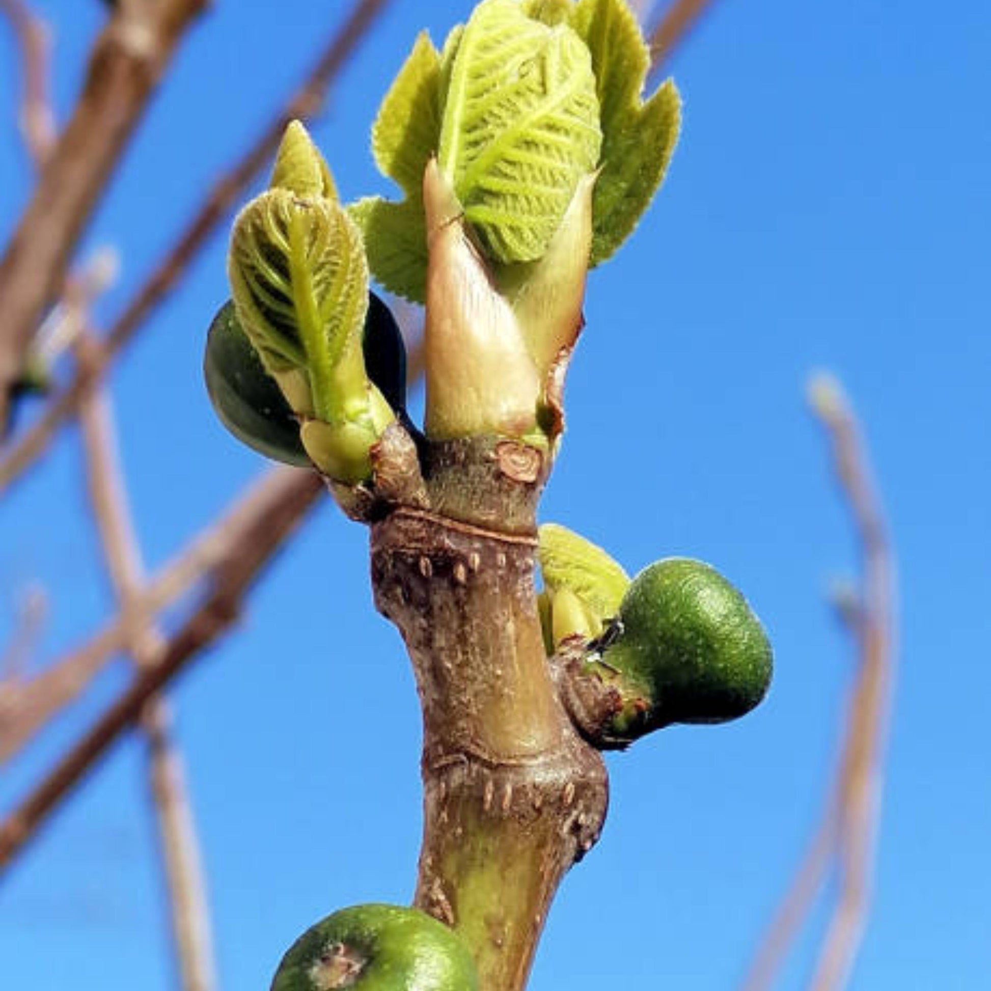 plant fig from seed Common Fig Tree Seeds (Ficus carica)