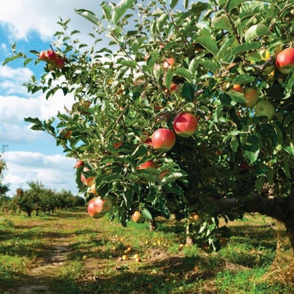 Paradise Apple Tree Seeds (Malus pumila)
