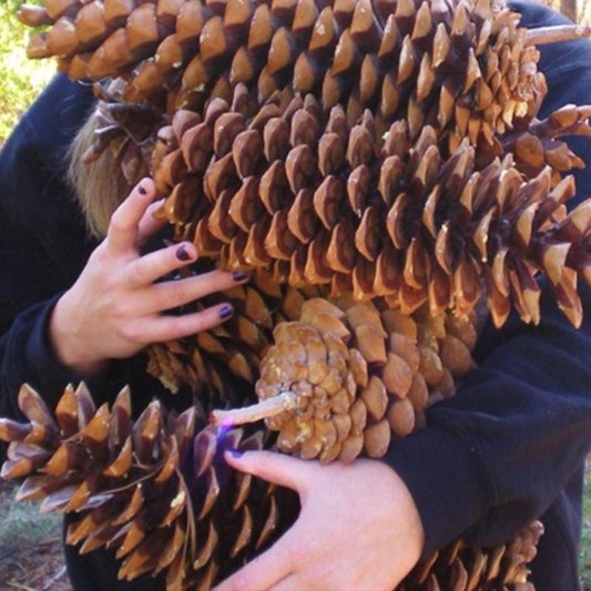 Sugar Pine Tree Seeds (Pinus lambertiana)