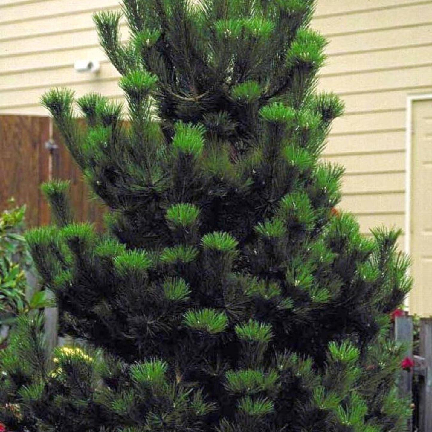 Austrian Pine Tree Seeds – (Pinus nigra)