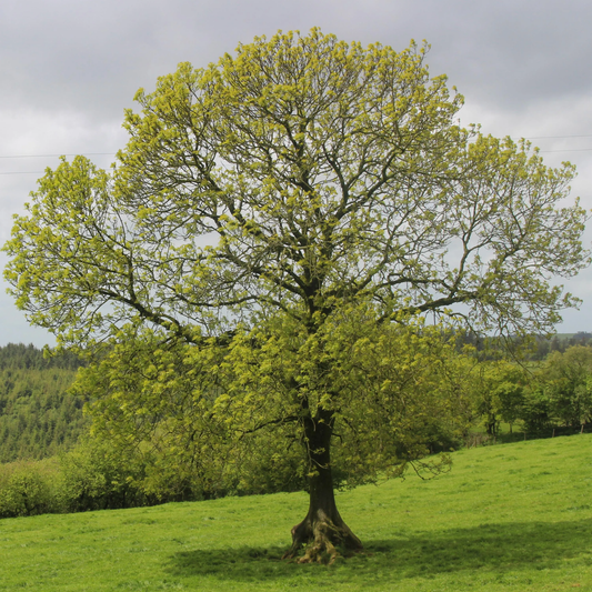 American Ash Tree Seeds (Fraxinus americana)