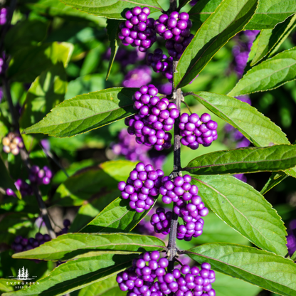 American Beautyberry Seeds (Callicarpa americana)