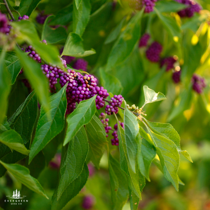 American Beautyberry Seeds (Callicarpa americana)
