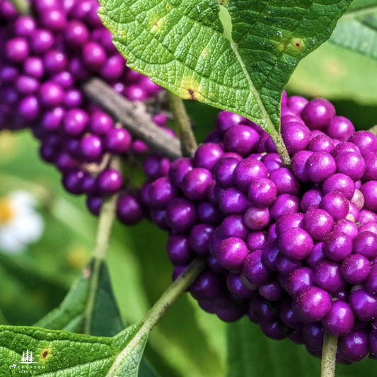 American Beautyberry Seeds (Callicarpa americana)