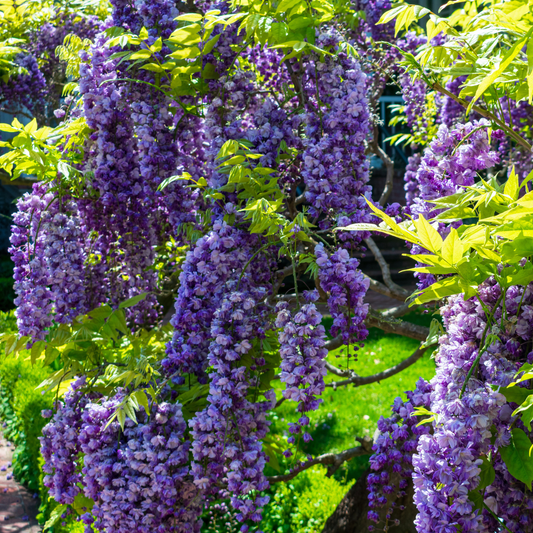 American Wisteria Tree Seeds | (Wisteria frutescens)