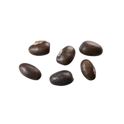 American Wisteria Tree Seeds | (Wisteria frutescens)