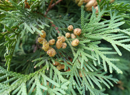 American Arborvitae Tree Seeds | Northern White Cedar | (Thuja occidentalis)