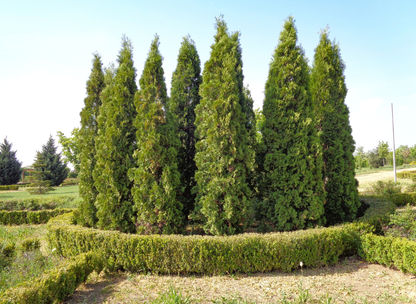 American Arborvitae Tree Seeds | Northern White Cedar | (Thuja occidentalis)