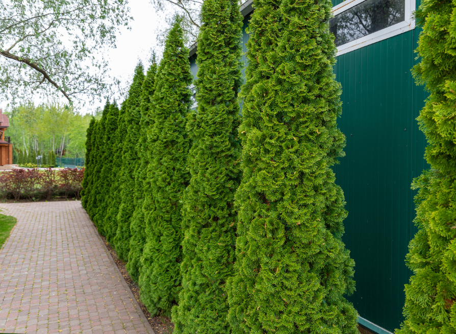American Arborvitae Tree Seeds | Northern White Cedar | (Thuja occidentalis)