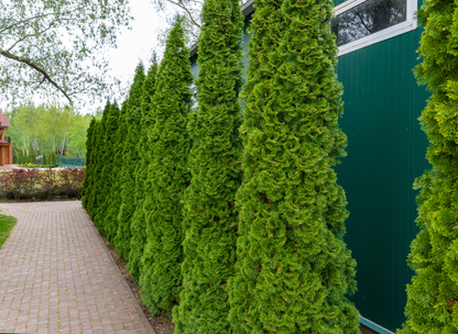 American Arborvitae Tree Seeds | Northern White Cedar | (Thuja occidentalis)