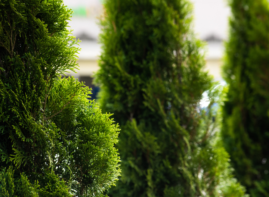 American Arborvitae Tree Seeds | Northern White Cedar | (Thuja occidentalis)