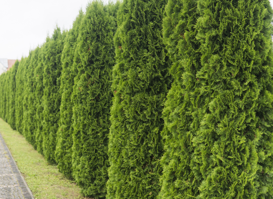 American Arborvitae Tree Seeds | Northern White Cedar | (Thuja occidentalis)
