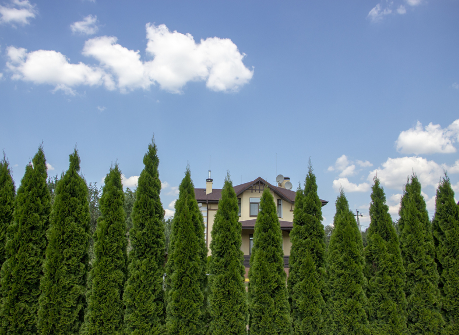 American Arborvitae Tree Seeds | Northern White Cedar | (Thuja occidentalis)