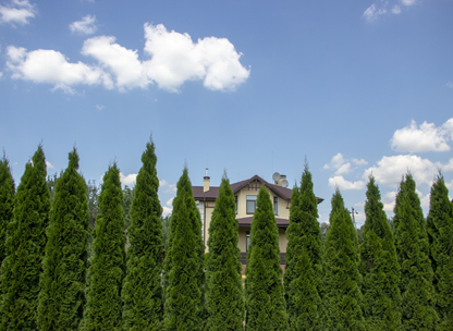 American Arborvitae Tree Seeds | Northern White Cedar | (Thuja occidentalis)