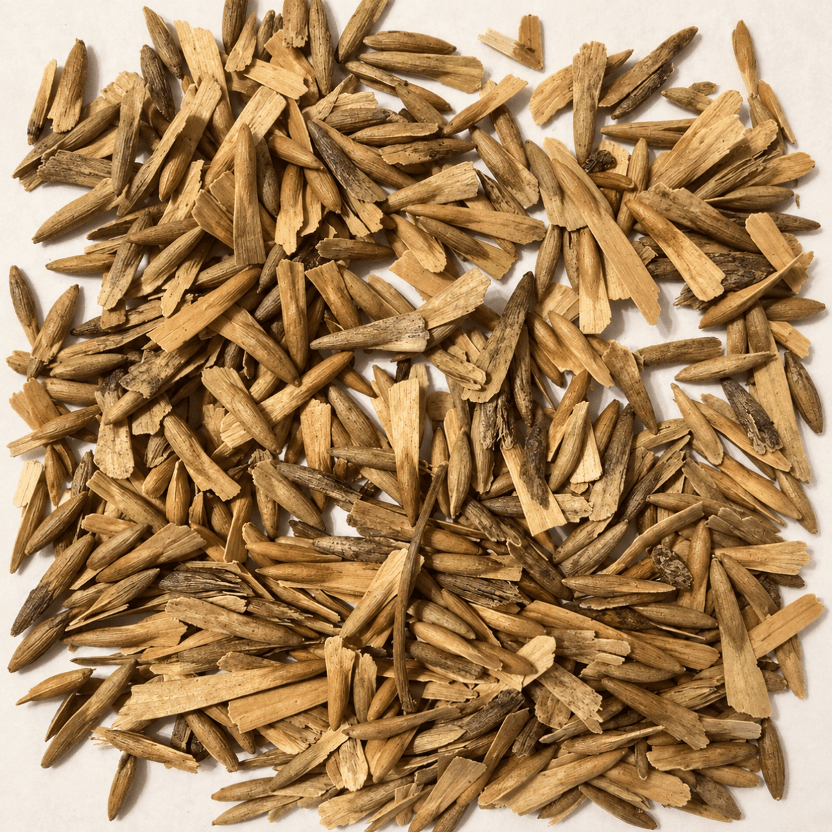 American Ash Tree Seeds | White Ash | (Fraxinus americana)