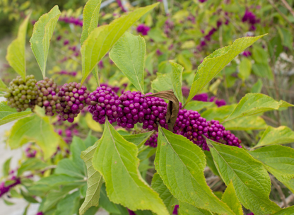 American Beautyberry Seeds | Beautyberry | (Callicarpa americana)