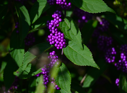 Purple Beautyberry Tree Seeds | Japanese Beautyberry | (Callicarpa dichotoma)