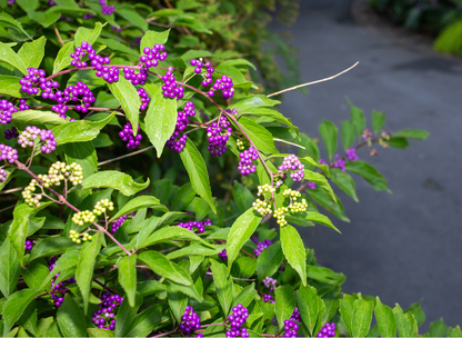 Purple Beautyberry Tree Seeds | Japanese Beautyberry | (Callicarpa dichotoma)