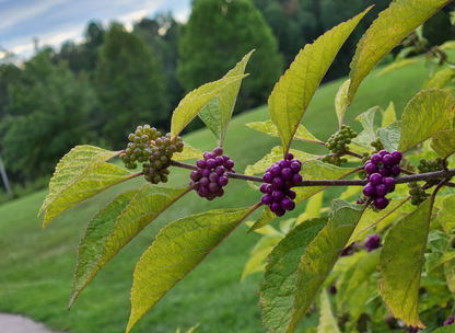 Purple Beautyberry Tree Seeds | Japanese Beautyberry | (Callicarpa dichotoma)