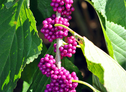American Beautyberry Seeds | Beautyberry | (Callicarpa americana)