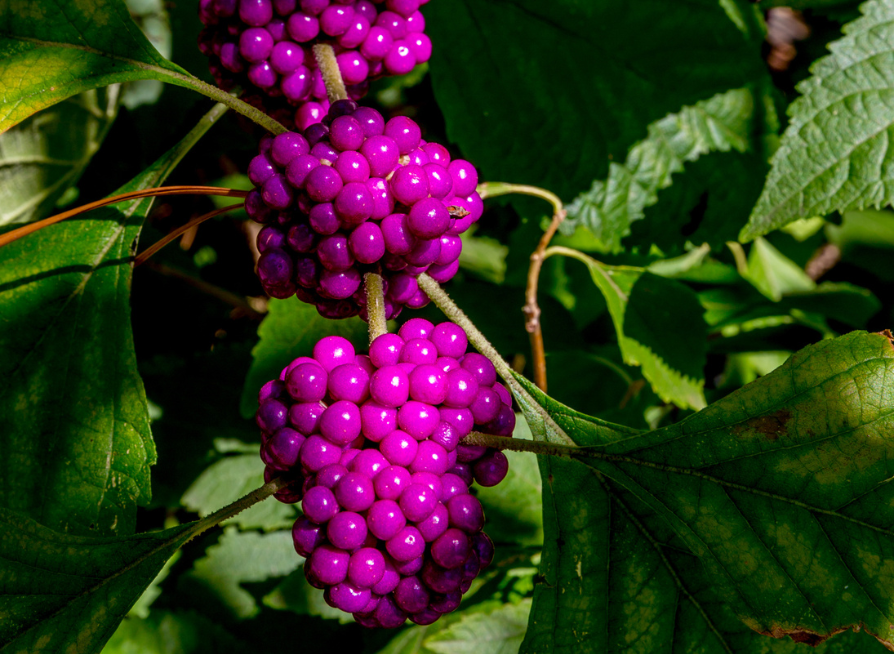 American Beautyberry Seeds | Beautyberry | (Callicarpa americana)