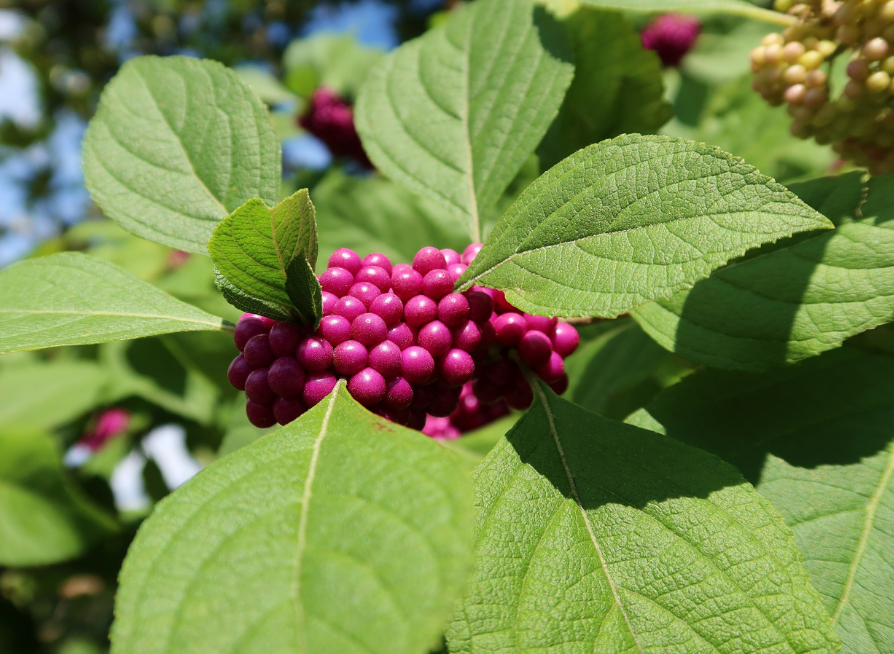 American Beautyberry Seeds | Beautyberry | (Callicarpa americana)